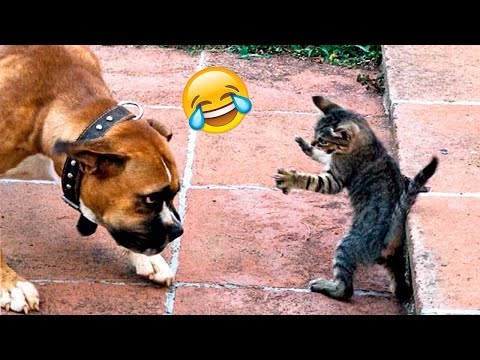 Funniest Animals 😄 Best Funny Dogs and Cats Compilation Part 27
