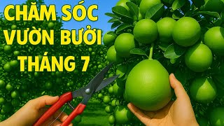 Top Farmers Reveal Secrets to Effectively Caring for Cat Que Green-Skin Grapefruit!