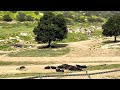 Buffaloes Spotted In San Diego Zoo Safari Park Buffalo Sandiego Sandiegozoo Wildlife Video