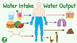 Water Balance in Body | Daily Water Intake & Output | Insensible Water Loss, Urine Output and More