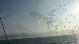 Download lagu pelepasan merpati pos di tengah laut.. mp3