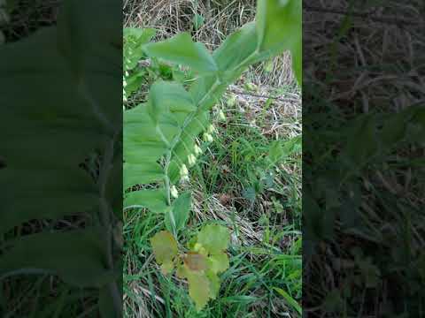 4. Etappe Bad Waldsee - Weingarten, 19,2 km