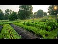 Regenerative Agriculture On A Small Scale What It Looks Like