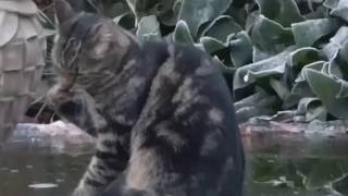 Katze Mimi Joy to the World 