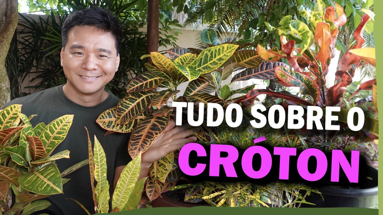 CRÓTON - Aprenda a cuidar dele