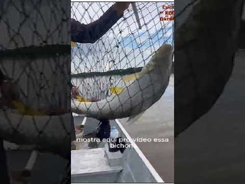 A vara envergou, veja o mostro que saiu🎣🐟