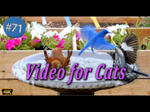 Uninterrupted CatTV 😻 Birds 🐦Splashing in a  Birdbath Video for Cats and Dogs