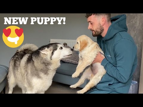 Husky Meets New Retriever Puppy!! [CUTEST REACTION EVER!!]