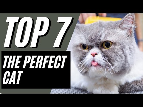 7 Reasons Exotic Shorthair Cats are The Best Cats