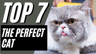 7 Reasons Exotic Shorthair Cats are The Best Cats
