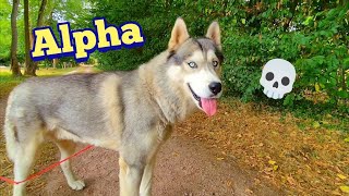 It could have ended badly!!! #dog #nomad #nomad #truck