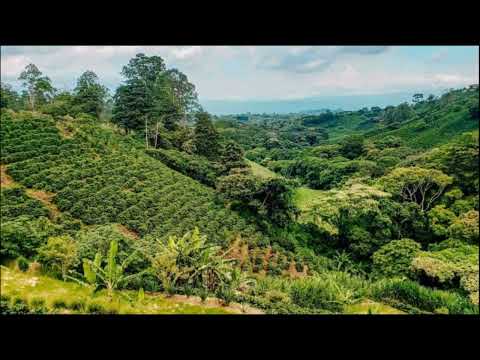Mysterious tale of the coffee picking boy in Panama