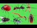 Relaxing Video |  Insects Animals | Sound ASMR