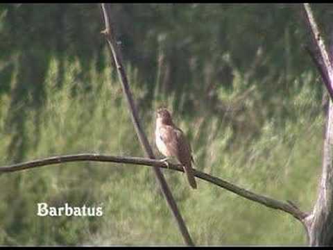 Carricero tordal ( Acrocephalus arundinaceos ) Eng. Gre