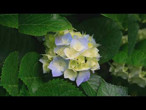 Top 40 Hits Of 1901 08 Cal Stewart Uncle Josh's Huskin' Bee Dance