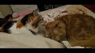 Good Morning, Custia!