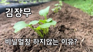 김장무 재배방법 | 비닐 멀칭 하지 않는 이유?