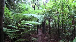 preview picture of video 'kaimai kauri forest bay of plenty new zealand'