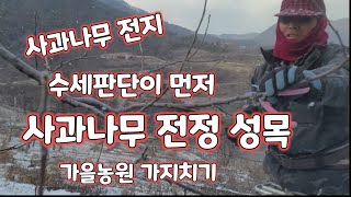 사과나무전지성목  사과나무가지치기 사과나무전정