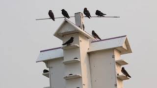 Purple Martin