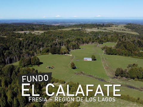 CAMPO FUNDO EL CALAFATE - FRESIA - REGIÓN DE LOS LAGOS