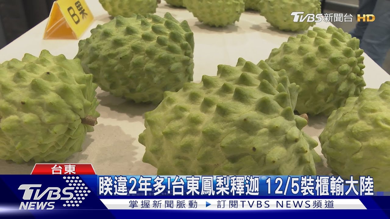 睽違2年多!台東鳳梨釋迦12/5裝櫃輸陸 縣府積極打通路
