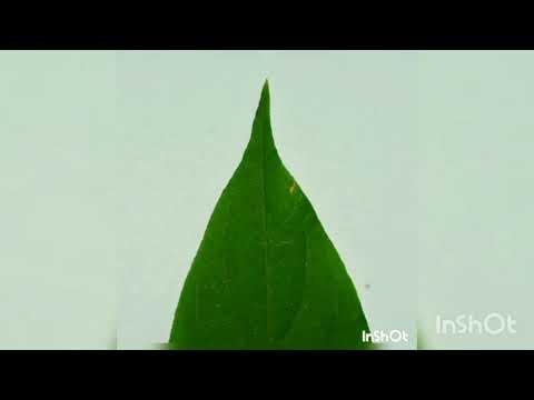 image-What is an Obovate leaf?