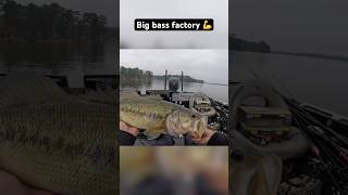 The Big Bass Factory 💪