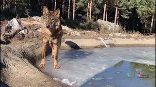 ¿Sabes como se comporta un lobo con la nieve?