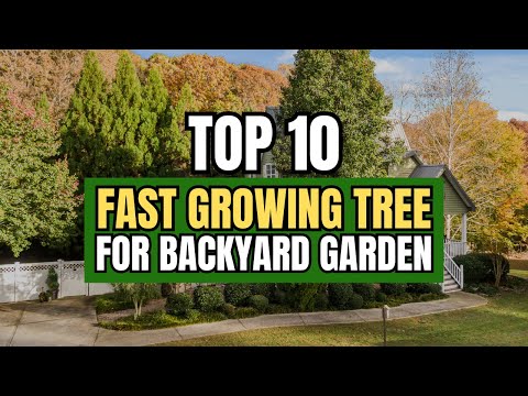 Quick Shade and Privacy! Top 10 Fast Growing Trees for Your Backyard 🌿✨