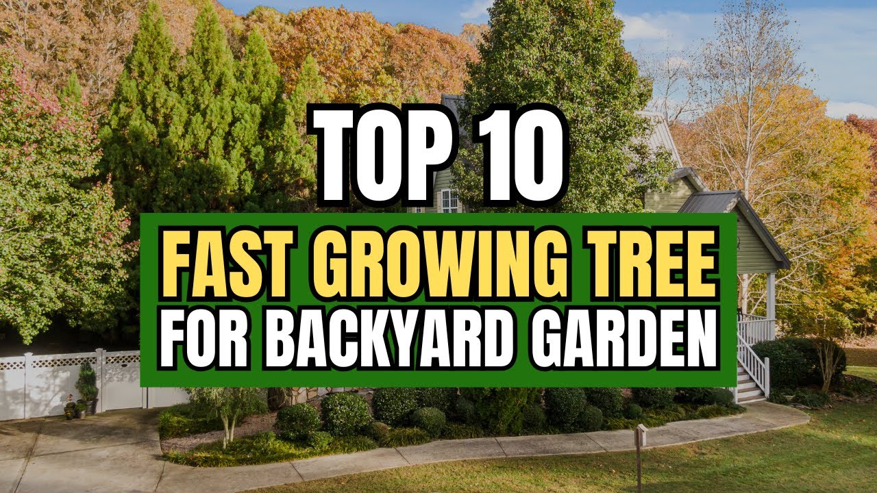 Quick Shade and Privacy! Top 10 Fast Growing Trees for Your Backyard 🌿✨