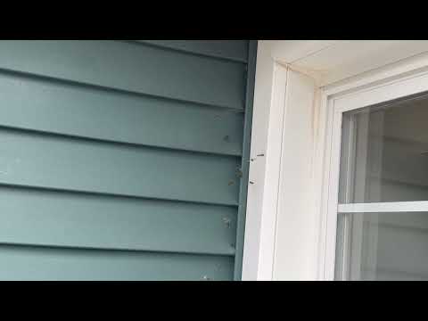 Lots of Yellow Jackets Nesting Behind the Siding in Colts Neck, NJ