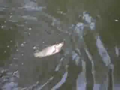 pescuit  latinu braila