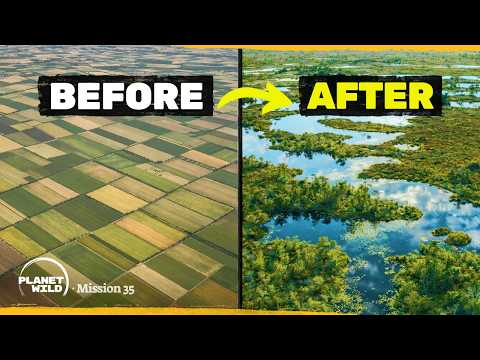 We turned this farm back into an ancient swamp