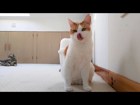 Cat In Slow Motion | 4K 120fps