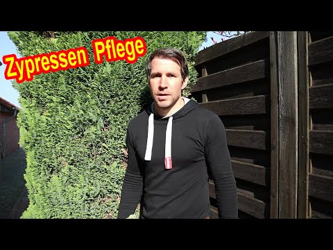 Scheinzypresse Pflege - Zypressen richtig pflegen: Gießen, Düngen, Schneiden, Standort, Überwintern