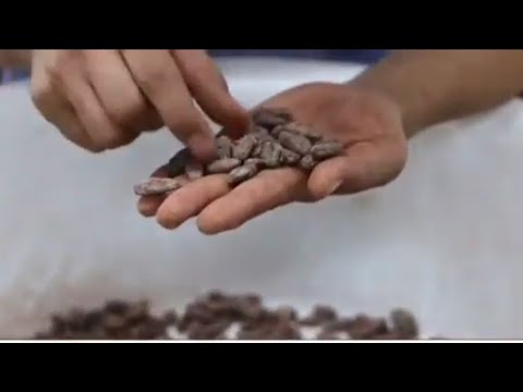 IMPORTANCE OF SORTING CACAO BEANS BEFORE ROASTING|CACAO 101