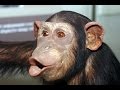 Смешные обезьяны. Смешное видео про обезьян! 
