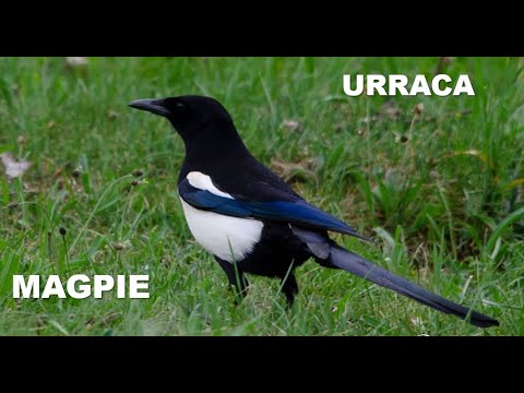 URRACA | MAGPIE | Pica pica