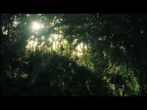 You are walking in The Dreamy Forest || Forest Sounds