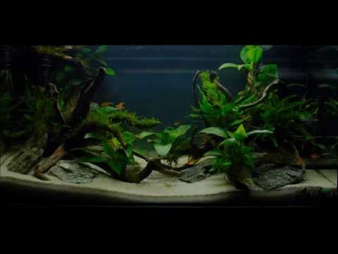 Easy Aquascaping