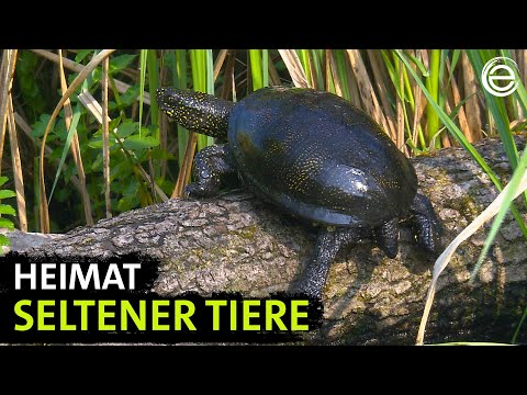 Das Havelland ‒ Naturoase im Herzen Brandenburgs | Erlebnis Erde