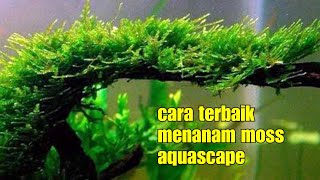 Download lagu 4 cara menanam moss aquascape (how to plant aquascape moss) mp3