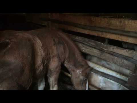 Mânza lui Ionuț de la Budesti,Maramures2017