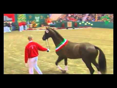 Siegerhengste | 21. NRW-Hauptkörung für Reitpferdehengste | 2011