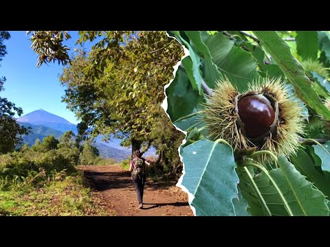 Sendero de las Castañas en La Matanza: Circular Los Nateros