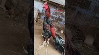 Download lagu aseel#aseel #aseelmurga #highflyer #rooster #sara #parrotbeakaseel #ayam #shortsfeed #blackfighter mp3