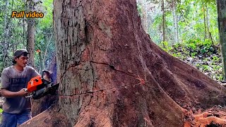 Download lagu Lebih Dari Satu abad‼️Meranti Merah Kalimantan,!! Satu minggu penuh || Menebang dan mengolah mp3