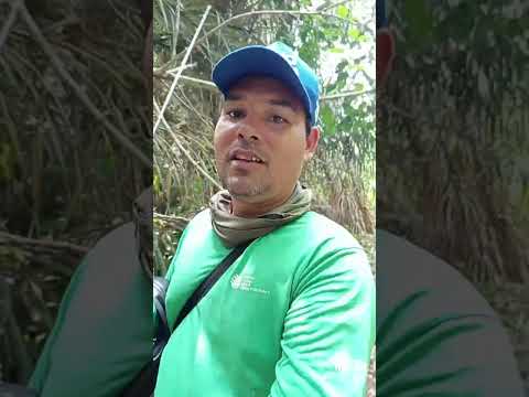 aventura e desbravamento em busca dos brutos no Rio dos sonhos Bom Jesus das selvas Maranhão