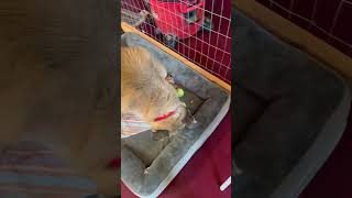 Video preview image #1 Great Pyrenees-Unknown Mix Puppy For Sale in Webster, WI, USA